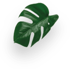 Capsule cacao KitKat&reg; decoration Image